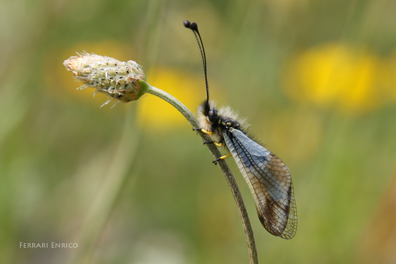 Libelloides lacteus